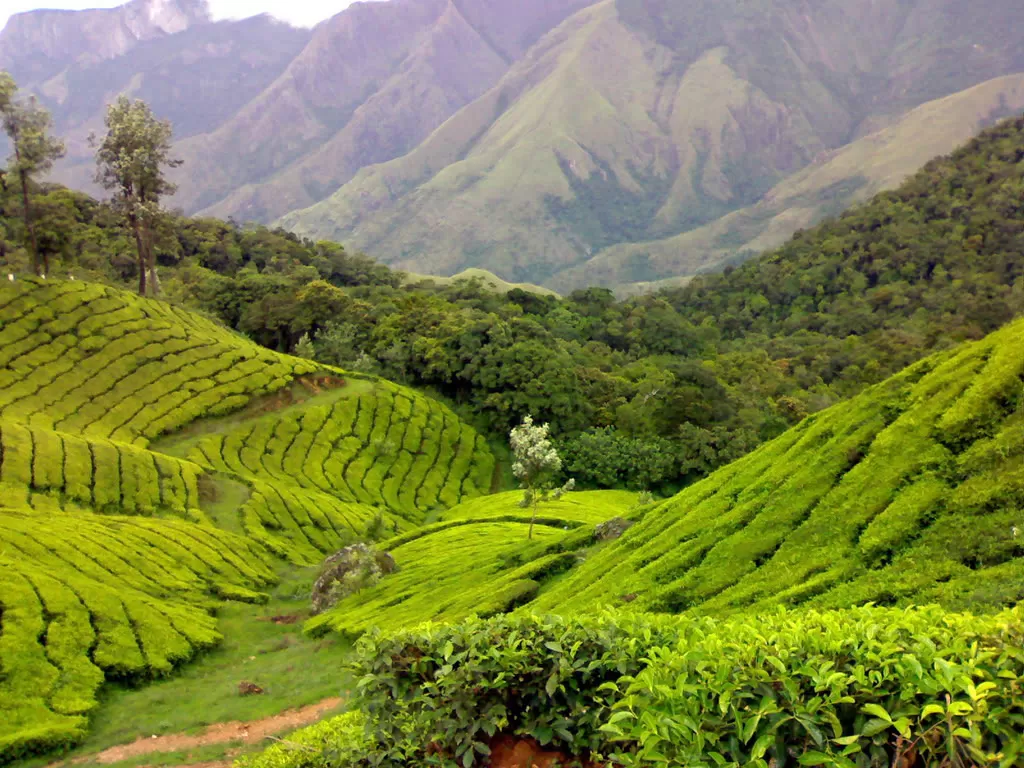 Tea Gardens at Munnar